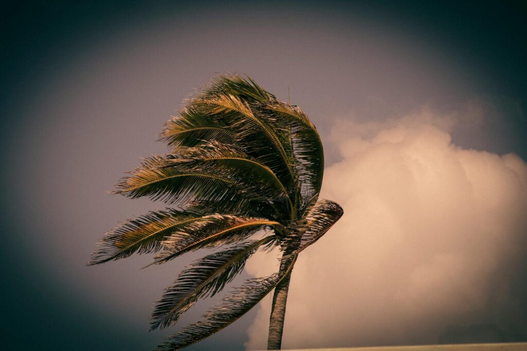 A close-up of a palm tree bending in the wind against a cloudy sky, emphasizing nature's force.